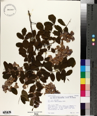 Robinia x margaretta image