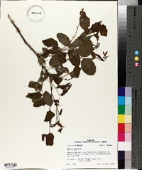 Robinia nana image