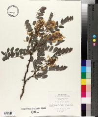 Robinia neomexicana image