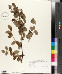 Robinia neomexicana image