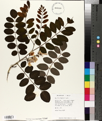 Robinia boyntonii image