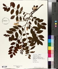 Robinia boyntonii image