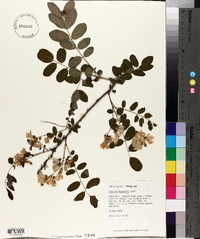 Robinia boyntonii image
