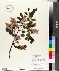 Robinia boyntonii image