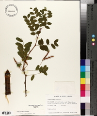 Caragana arborescens image