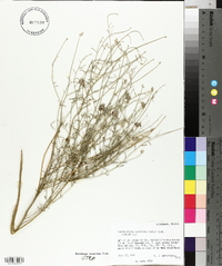 Psorothamnus scoparius image