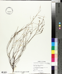 Psorothamnus thompsonae image