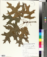 Quercus coccinea image