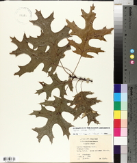 Quercus coccinea image