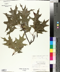 Quercus coccinea image