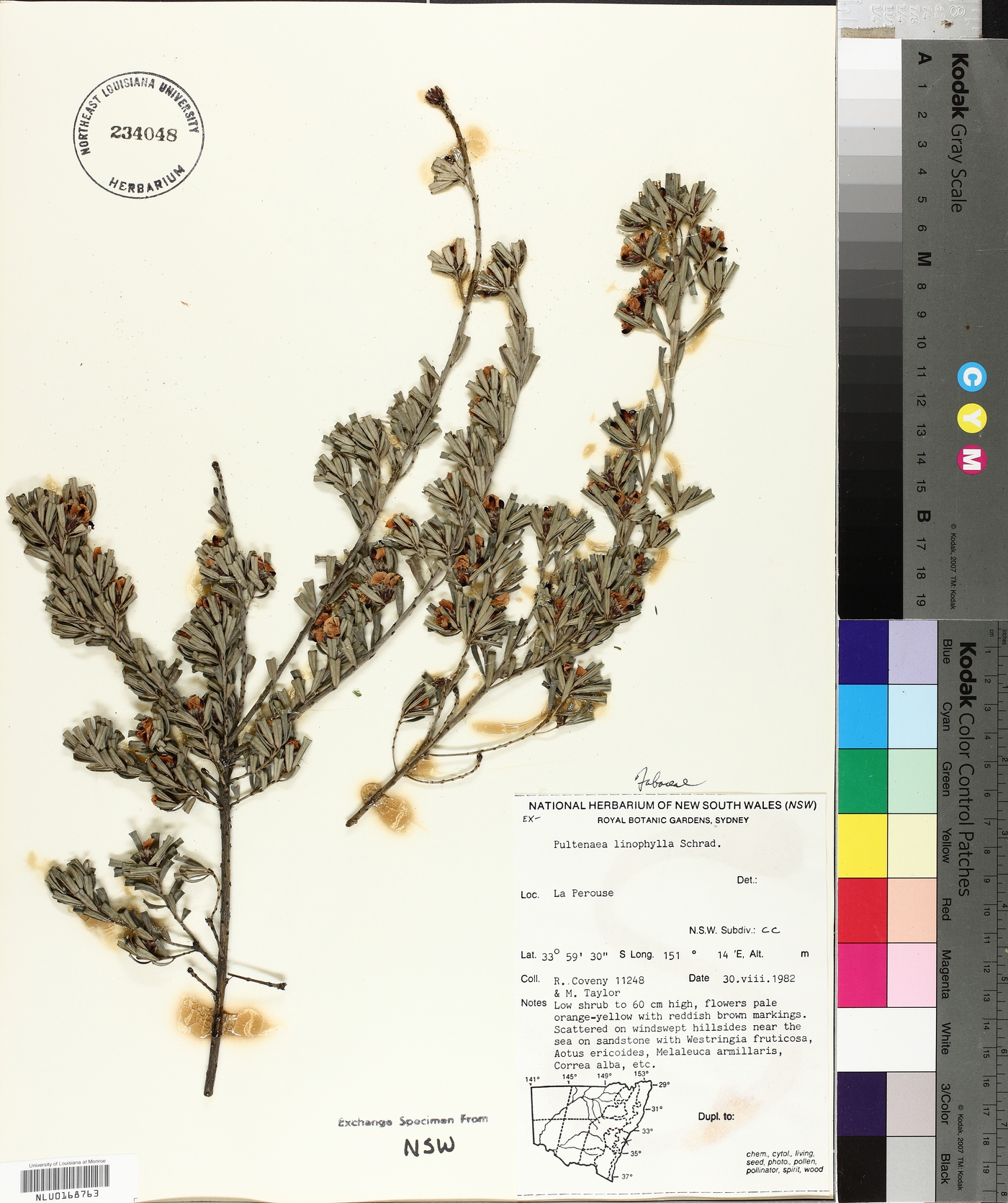 Pultenaea linophylla image