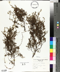 Image of Pultenaea hispidula