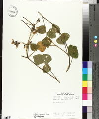 Pueraria phaseoloides image