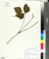 Pueraria montana image