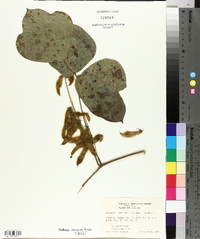 Pueraria montana image