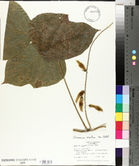 Pueraria montana var. lobata image