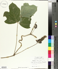 Pueraria montana image