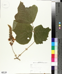 Pueraria montana image