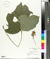 Pueraria montana image