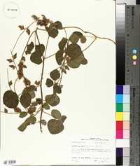 Rhynchosia latifolia image