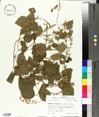 Rhynchosia latifolia image