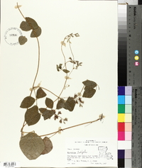 Rhynchosia latifolia image