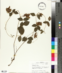 Rhynchosia latifolia image