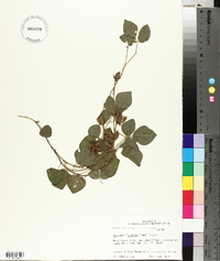 Rhynchosia latifolia image
