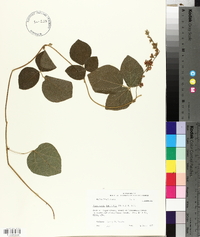 Rhynchosia latifolia image