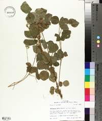 Rhynchosia latifolia image