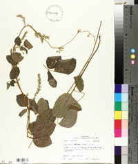 Rhynchosia latifolia image