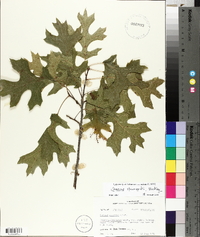 Quercus shumardii image