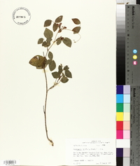 Rhynchosia latifolia image