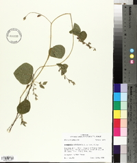 Rhynchosia latifolia image