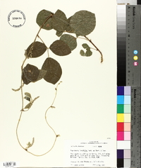 Rhynchosia latifolia image