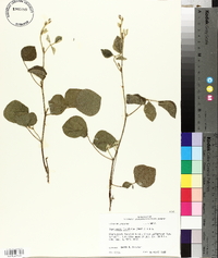 Rhynchosia latifolia image