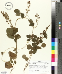 Rhynchosia latifolia image