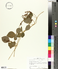 Rhynchosia latifolia image