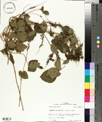 Rhynchosia latifolia image