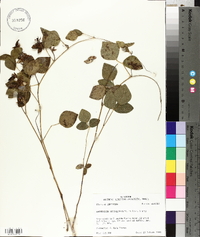 Rhynchosia latifolia image