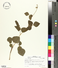 Rhynchosia latifolia image