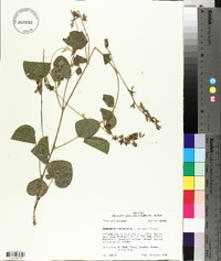 Rhynchosia latifolia image