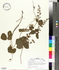 Rhynchosia latifolia image