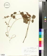 Rhynchosia latifolia image