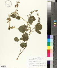 Rhynchosia latifolia image