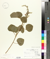 Rhynchosia latifolia image