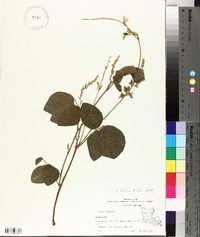 Rhynchosia latifolia image