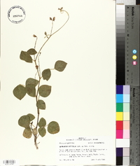 Rhynchosia latifolia image