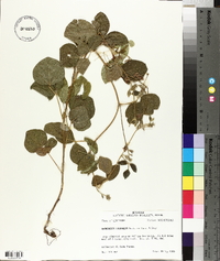 Rhynchosia latifolia image