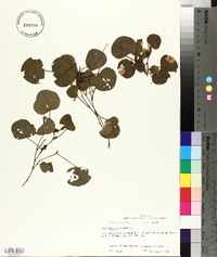 Rhynchosia reniformis image
